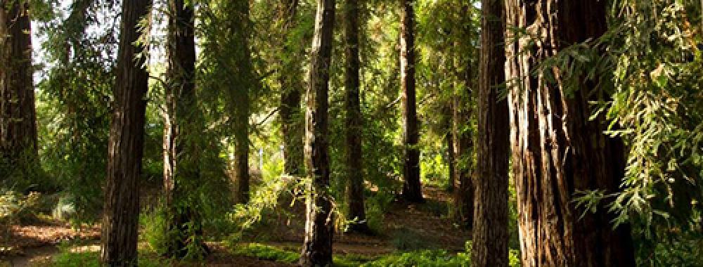 uc davis redwood grove