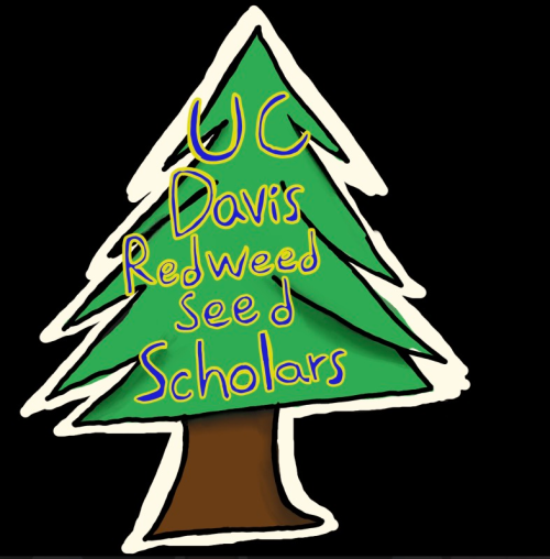 hand drawn redwood tree with UC Davis Redwood SEED Scholars written on it